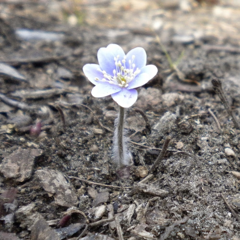 Meet your Posher, Lindsay